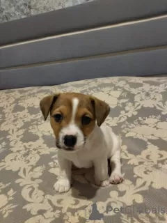 Photo №1. jack russell terrier - à vendre en ville de Minsk | 769€ | Annonce №25914