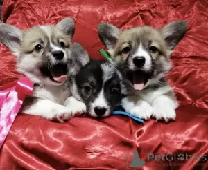 Photo №3. Beau bambin Welsh Corgi Pembroke de Biélorussie. Biélorussie