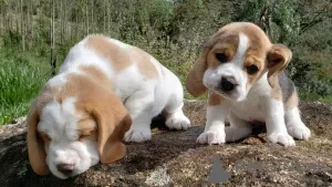 Photos supplémentaires: chiots beagle