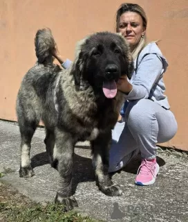 Photos supplémentaires: Chiots Berger du Caucase de la plus haute qualité