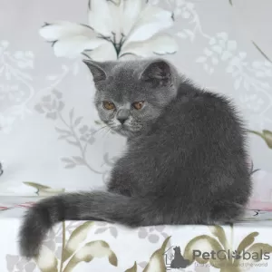 Photo №4. Je vais vendre british shorthair en ville de Samara. de la fourrière - prix - 171€