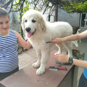 Photo №3. Chiots de montagne des Pyrénées. Fédération de Russie