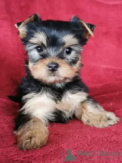 Photo №1. yorkshire terrier - à vendre en ville de Dreiliņi | 300€ | Annonce №75526