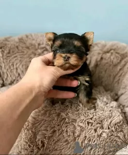 Photo №2 de l'annonce № 129007 de la vente yorkshire terrier - acheter à Espagne éleveur