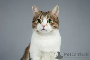 Photo №3. Le mignon minou Zainka cherche une maison.. Fédération de Russie