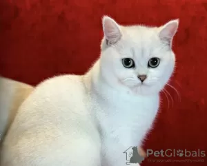 Photos supplémentaires: Chatons Chinchilla argentés britanniques