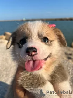 Photos supplémentaires: cachorros Corgi