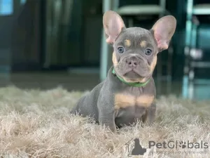 Photo №1. bouledogue - à vendre en ville de Chicago Heights | Gratuit | Annonce №91139