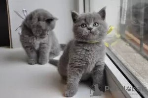 Photo №1. british shorthair - à vendre en ville de Saint-Pétersbourg | 400€ | Annonce № 119922