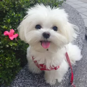 Photo №1. bichon maltais - à vendre en ville de Kuwait City | Gratuit | Annonce №9943