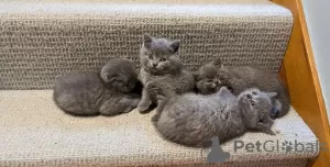 Photo №1. scottish fold - à vendre en ville de Брисбен | Gratuit | Annonce № 90162