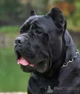 Photos supplémentaires: Cane Corso super chiots pedigree FCI