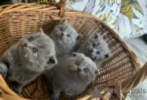 Photo №1. scottish fold - à vendre en ville de Forssa | Gratuit | Annonce № 128439