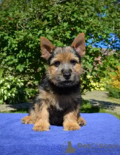 Photo №2 de l'annonce № 13186 de la vente norwich terrier - acheter à Fédération de Russie annonce privée