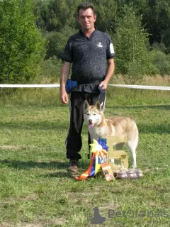 Photo №3. Chiots Husky sibérien. Fédération de Russie