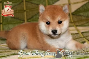 Photo №1. shiba - à vendre en ville de Khmelnitsky | négocié | Annonce №73351