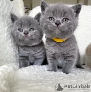 Photo №1. british shorthair - à vendre en ville de Paris | négocié | Annonce № 98699