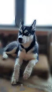 Photo №1. husky de sibérie - à vendre en ville de Kherson | 200€ | Annonce №8521