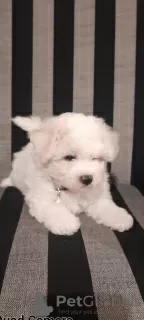 Photo №1. bichon à poil frisé - à vendre en ville de Bielsko-Biała | 1000€ | Annonce №85862