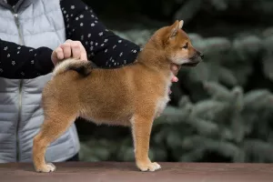 Photo №2 de l'annonce № 6390 de la vente shiba - acheter à Fédération de Russie éleveur