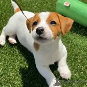 Photo №1. jack russell terrier - à vendre en ville de Helsinki | 450€ | Annonce №130422