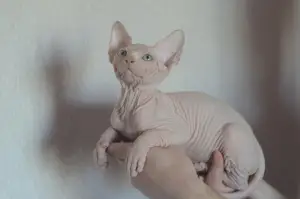 Photo №1. sphynx - à vendre en ville de Minsk | 406€ | Annonce № 2253