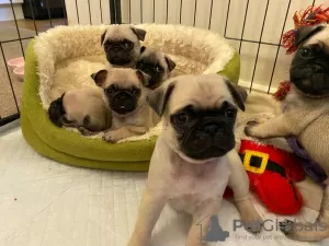 Photo №1. puggle - à vendre en ville de Gelsenkirchen | 232€ | Annonce №82904