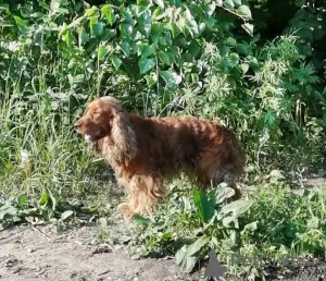 Photo №2 de l'annonce № 7214 de la vente cocker spaniel anglais - acheter à Fédération de Russie 