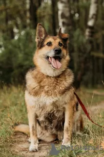 Photo №1. chien bâtard - à vendre en ville de Москва | Gratuit | Annonce №72844