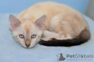 Photos supplémentaires: Un garçon du Bengale de couleur neige chic comme animal de compagnie