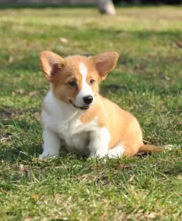 Photos supplémentaires: Chiots gallois corgi Pembroke.