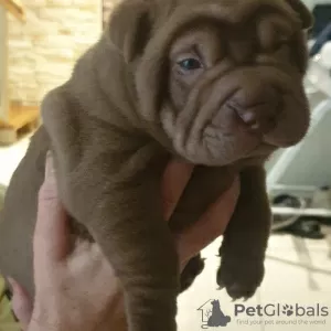 Photo №1. shar pei - à vendre en ville de Мигдаль-ха-Эмек | 2839€ | Annonce №57263