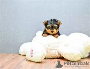 Photo №1. yorkshire terrier - à vendre en ville de Dijon | 197€ | Annonce №26253