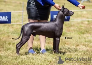 Photos supplémentaires: Chiots Xoloitzcuintle (chien sans poils mexicain)