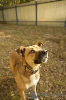 Photos supplémentaires: Le sympathique chien de compagnie Tengri est à la recherche d'un foyer !