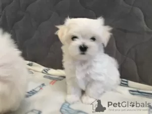 Photos supplémentaires: Vente de chiots d'élite du bichon maltais avec un excellent pedigree