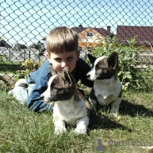 Photos supplémentaires: Chiot corgi gallois