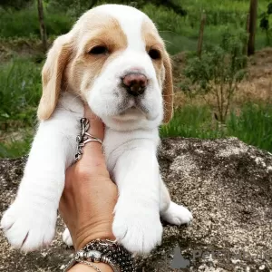 Photo №4. Je vais vendre beagle en ville de Berlin. annonce privée - prix - 404€