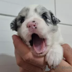 Photos supplémentaires: Chiots border collie