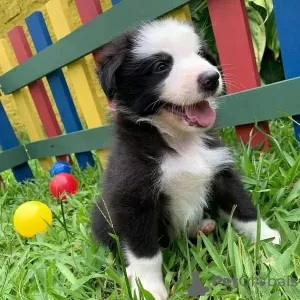 Photo №1. border collie - à vendre en ville de Братислава | 400€ | Annonce №124211