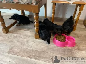 Photo №2 de l'annonce № 126608 de la vente yorkshire terrier - acheter à Allemagne annonce privée