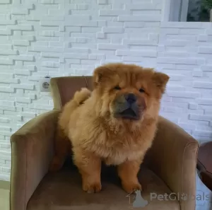 Photos supplémentaires: Chiots Chow-Chow