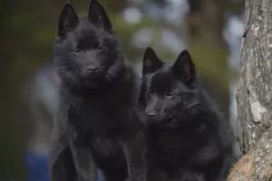 Photo №2 de l'annonce № 6572 de la vente schipperke - acheter à Fédération de Russie annonce privée