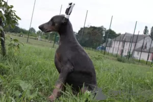 Photo №2 de l'annonce № 11443 de la vente dobermann - acheter à Ukraine annonce privée