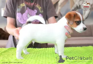 Photo №2 de l'annonce № 107631 de la vente jack russell terrier - acheter à Pologne éleveur