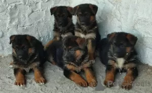 Photo №3. Chiots berger allemand. Serbie