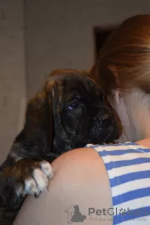 Photos supplémentaires: A vendre de beaux chiots Cane Corso - garçons et filles.