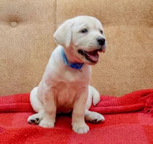 Photos supplémentaires: CHIOTS DE HAUTE RACE DE LABRADOR-RETRIVER DE CHAMPIONS