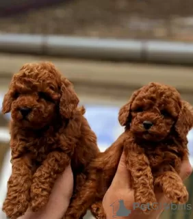 Photo №4. Je vais vendre caniche (jouet), caniche (nain) en ville de Werbass.  - prix - négocié