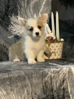 Photo №2 de l'annonce № 86365 de la vente welsh corgi - acheter à USA annonce privée